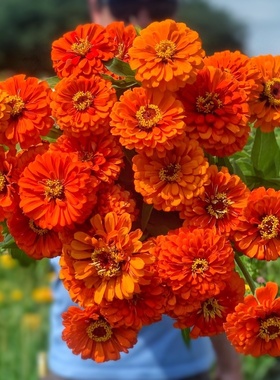 【橙色大花百日草种子】百日菊重瓣新手易种耐热花期长步步高花籽