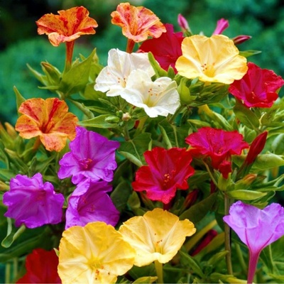 五彩紫茉莉种子晚饭花四时