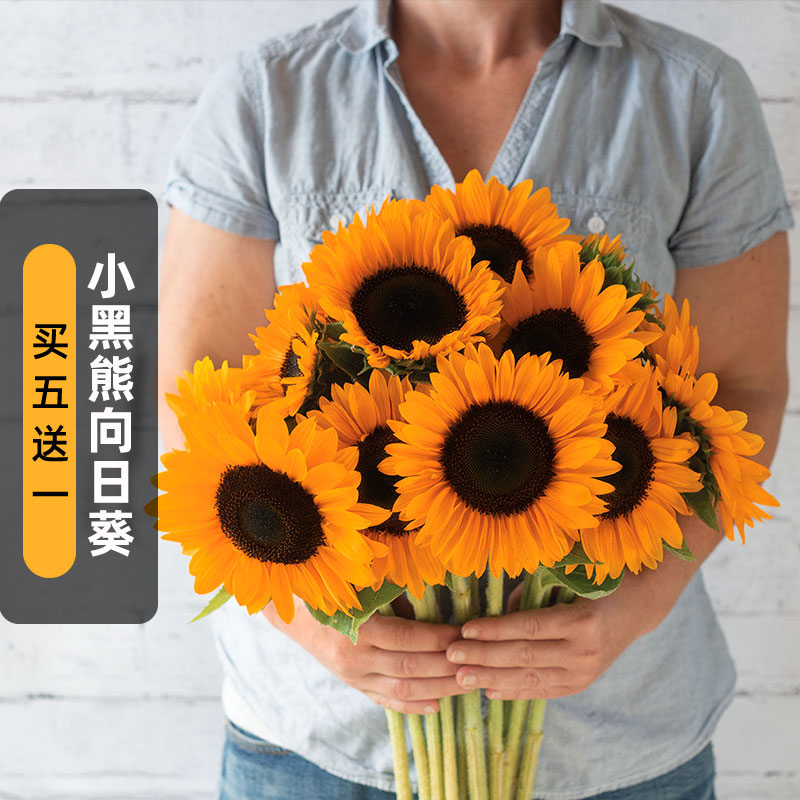 小黑熊向日葵种子25粒橙色