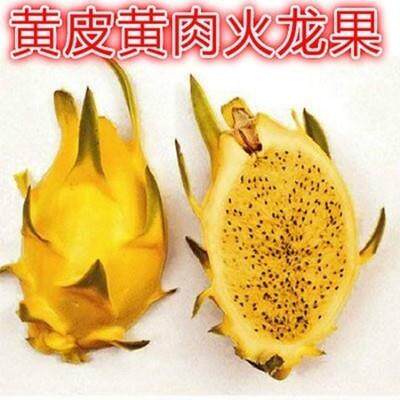 黄皮黄肉火龙果苗盆栽阳台果树苗当年结果带根地栽南北方四季种植