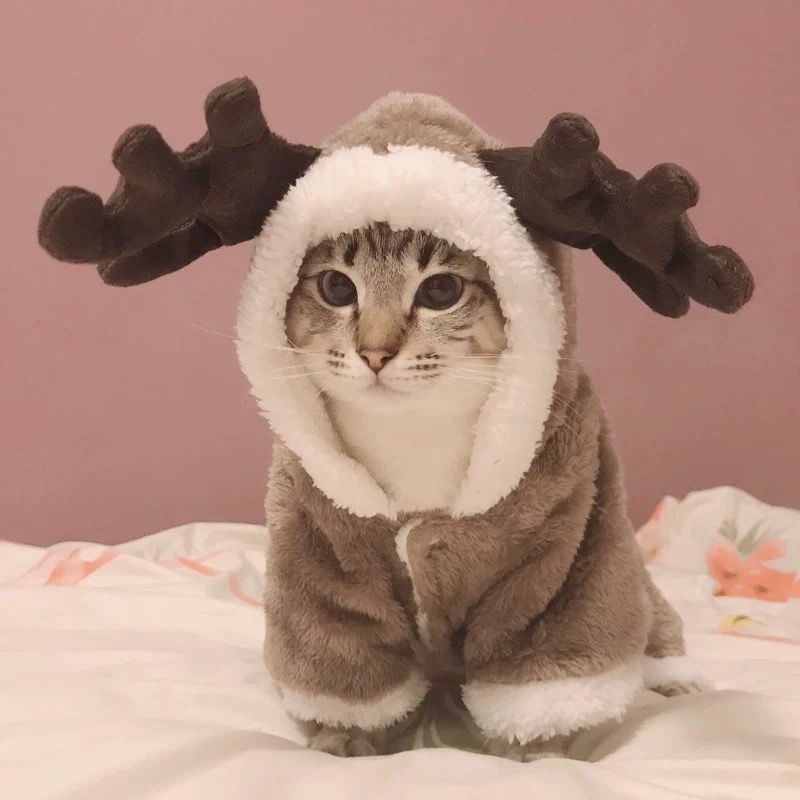 AmoureAmi网红猫咪衣服四脚冬装麋鹿防掉毛无毛猫加菲猫英短小猫|ruв категории подгузник/шампунь/вскармливать/тележка кроватью, дезинфекция/Молокоотсос/небольшой прибор, 安抚奶嘴消毒器 - от Buy2taobao.com для оказания профессиональной услуги покупки агента Taobao
