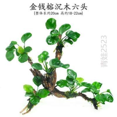 水草种类价格 水草种类图片 星期三 水草种类价格 水草种类图片 星期三