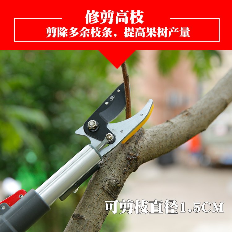 香枝果加本高x剪荔摘椿剪树杷伸枝枝枇长水空高加缩果摘剪日剪厚