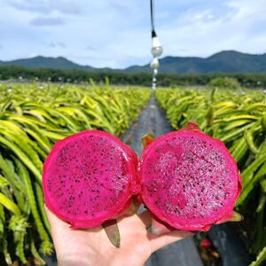 金都一号红心火龙果火龙果大姨