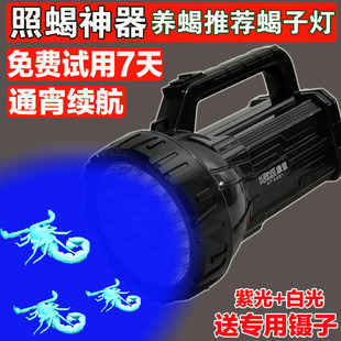速发新款照蝎子灯专用强光超亮紫光手电蝎筒子灯可外头戴蝎子灯户