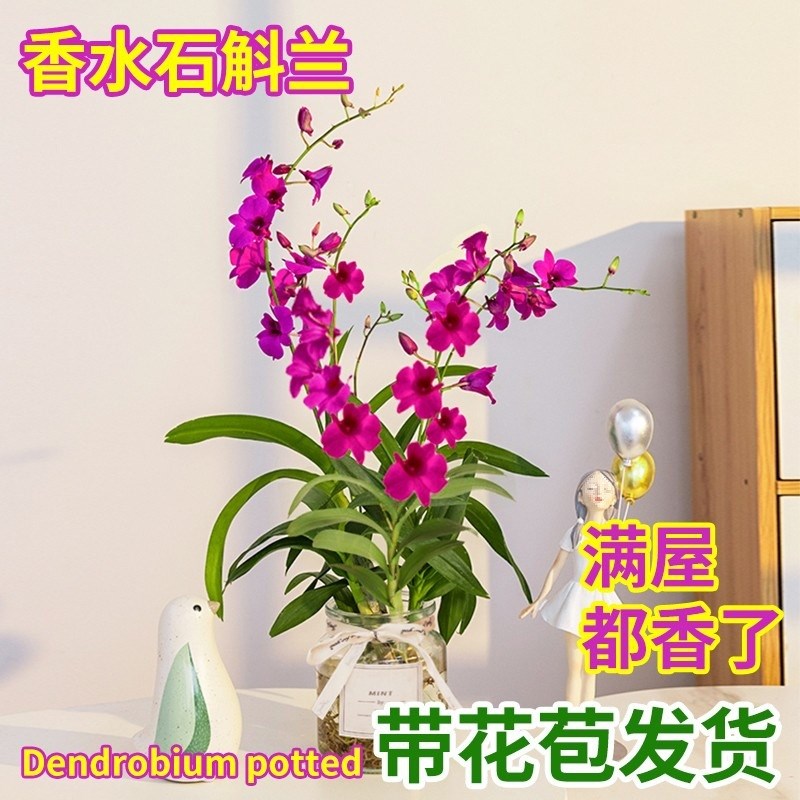 速发盆栽好斛花盆室内兰花红石兰花花苞花卉绿泼墨石斛带养植花苗