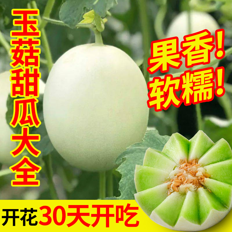 玉菇甜瓜种籽四季高产羊角