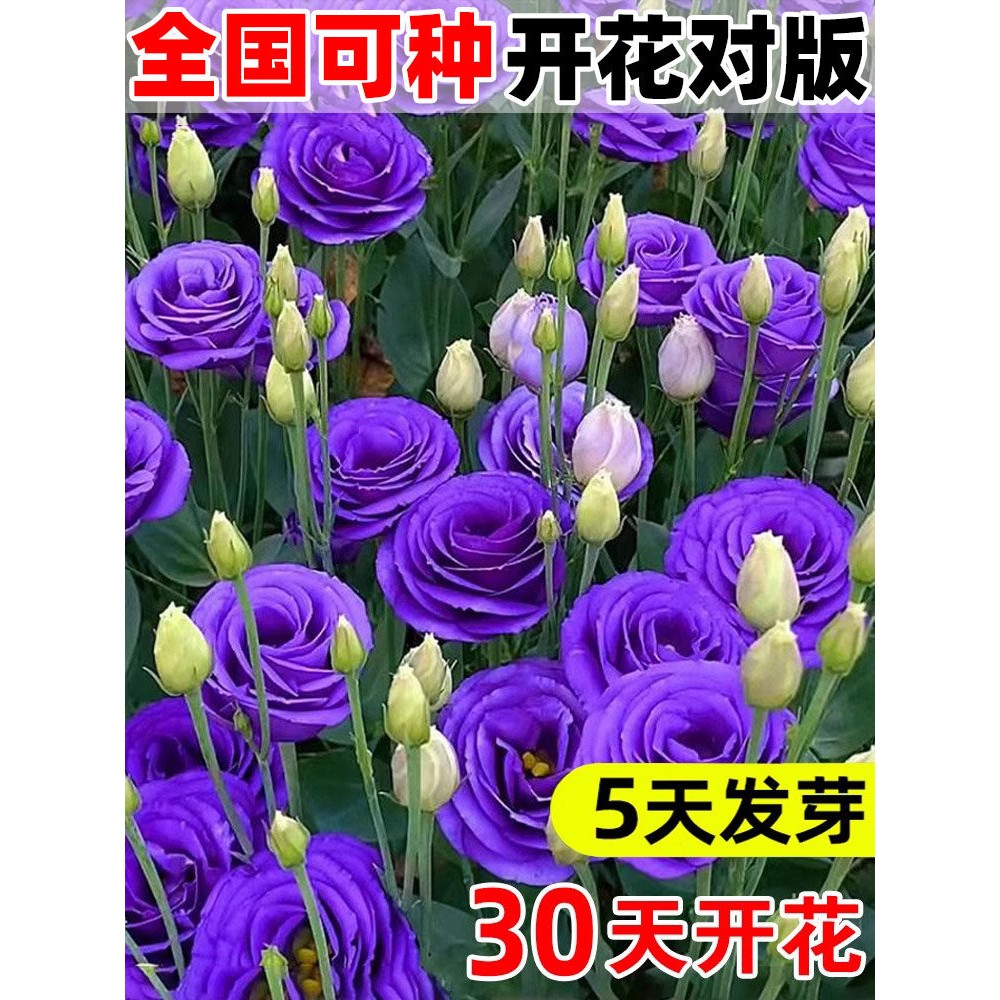 进口重瓣洋桔梗花种籽混色图片
