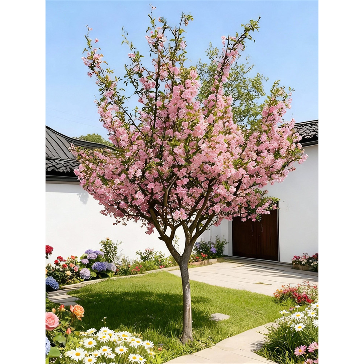 绚丽四季海棠花树苗盆栽西府海棠花庭院阳台耐寒花卉植物垂丝海棠