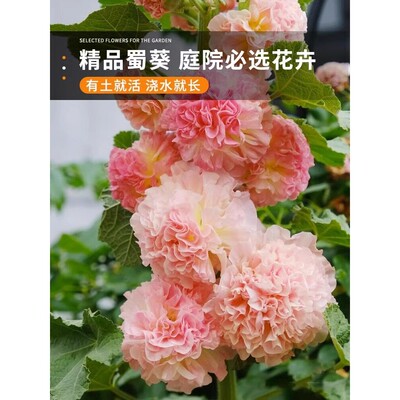 蜀葵花种籽子重瓣四季播开