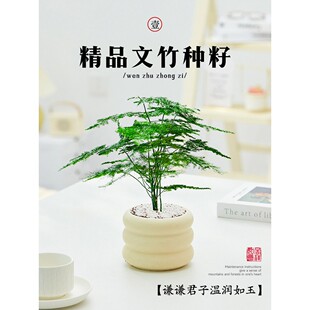 文竹种籽高端造景观赏盆栽阳台庭院四季种植多年生耐寒小苗种子孑