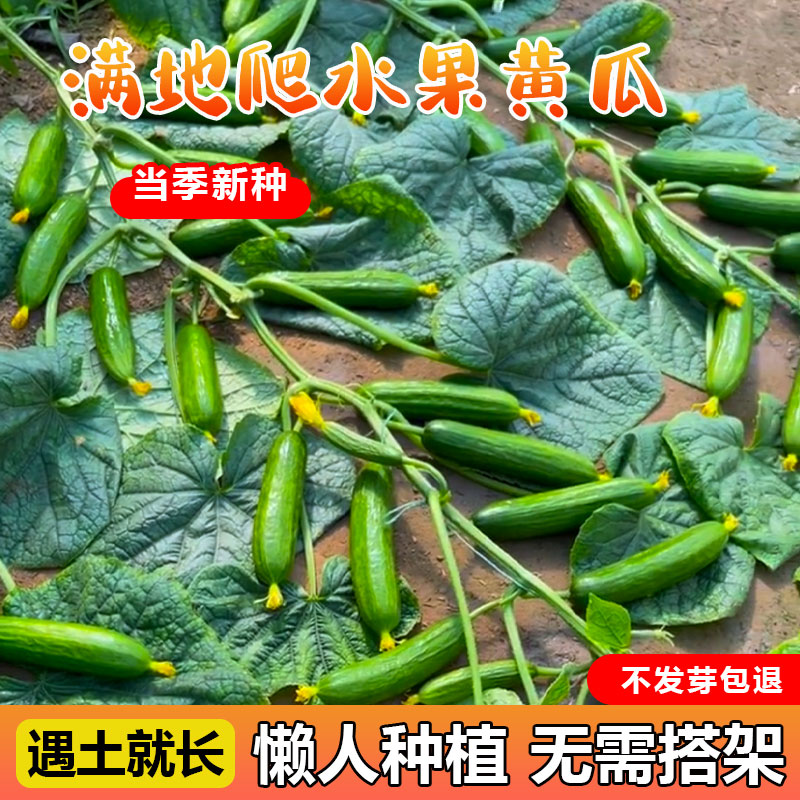 满地爬水果黄瓜种籽高产孑