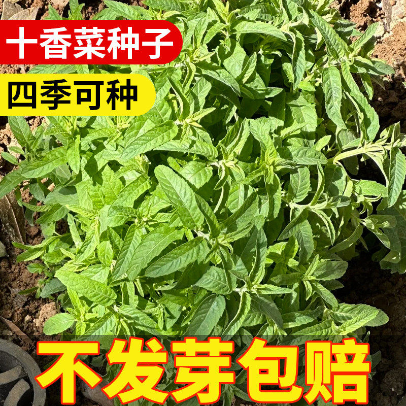 十香菜种子种籽石香菜薄荷食用鱼香草四季盆栽苗农家蔬菜莱孑菜籽