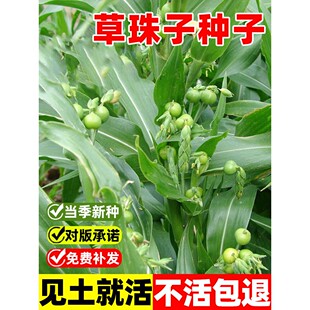 草珠子种子草菩提子串珠子门多年生草本庭院绿化种植观赏花卉种子