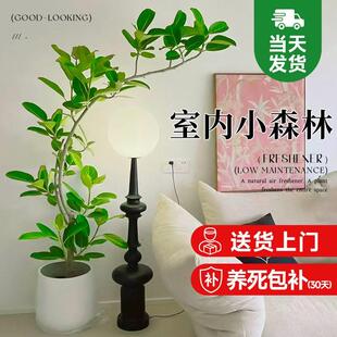 孟加拉榕客厅盆栽大花盆旺宅绿植室内大型好养真树黄金榕落地植物