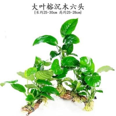 水草种类价格 水草种类图片 星期三