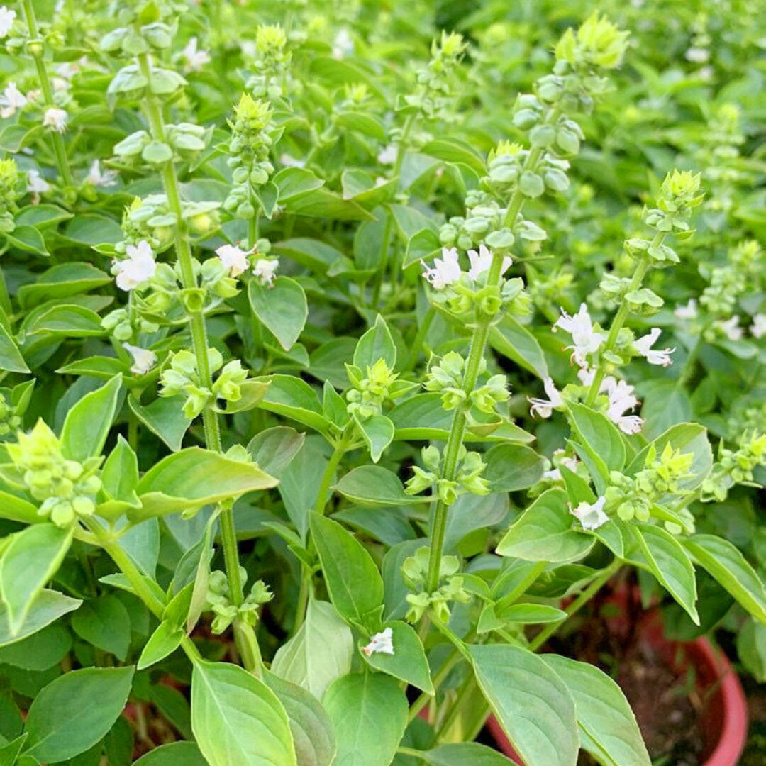 【大叶荆芥种子】荆芥籽河南香芥菜春季香荆荠线荠四棱杆蒿假苏籽