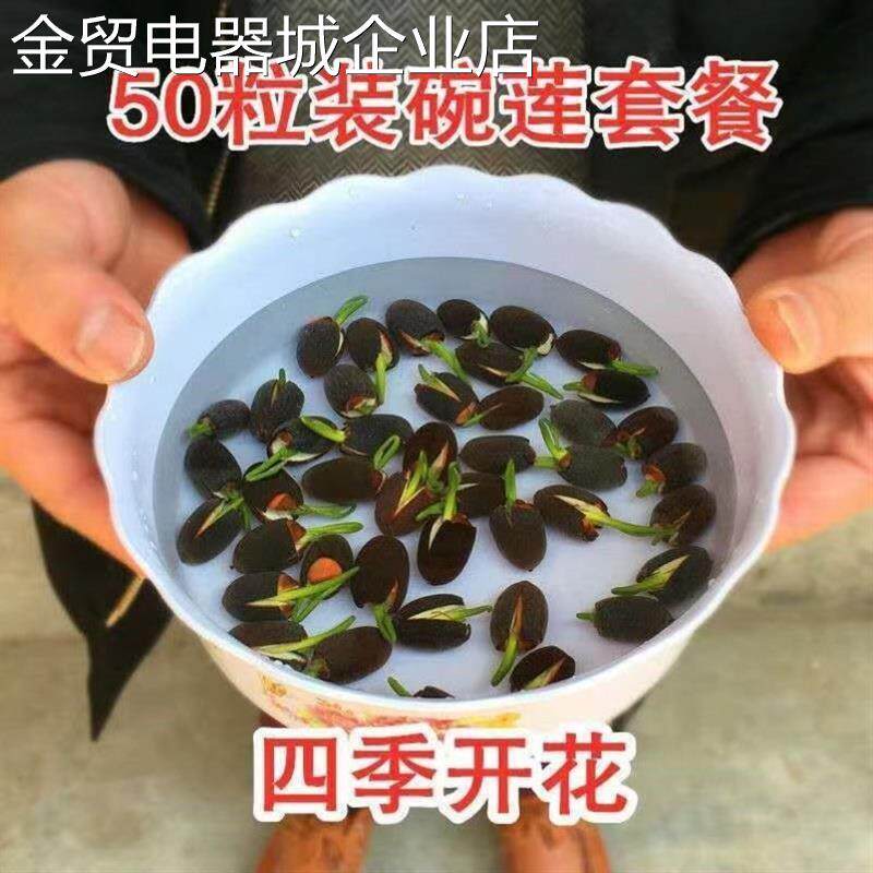 碗莲种子四季开花已开口水培植物睡莲荷花种子室内盆栽绿植花卉