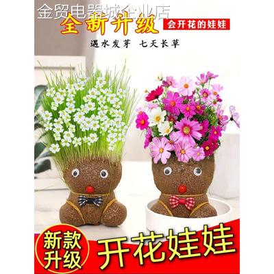 开花娃娃小盆栽花草植物室内泡在水里养的花幼儿园儿童种长草头发