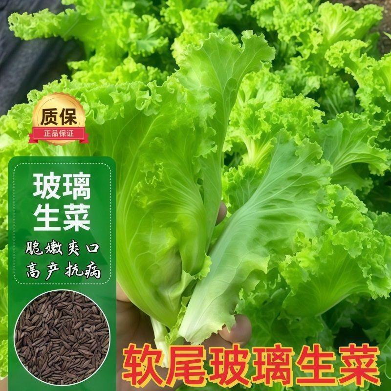 今年新种玻璃生菜种子四季播耐热耐寒阳台盆栽意大利生菜种籽大全,鲜花速递/花卉仿真/绿植园艺,家庭园艺种子,淘宝优惠券,粉丝福利购,淘宝优惠卷