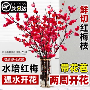 红梅干枝水培植物真花雪柳鲜枝带花苞鲜花卉植物室内桃花支腊梅花