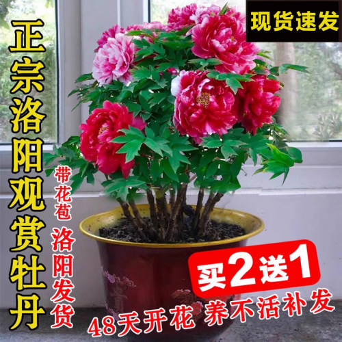 牡丹花树苗盆栽大苗正宗带花苞
