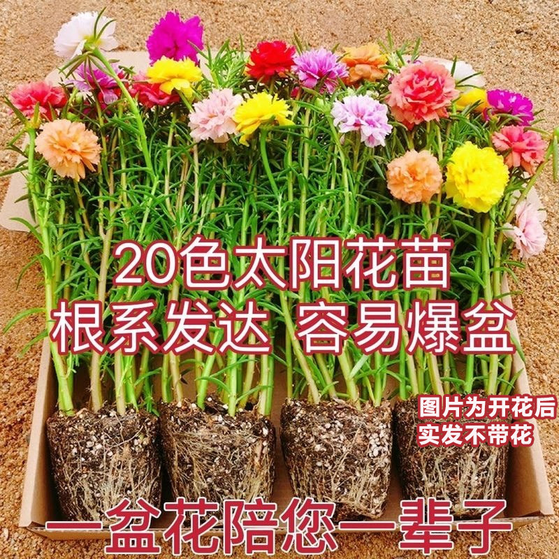 重瓣太阳花盆栽苗花带根花苞多季开花植物室内室外好养花卉
