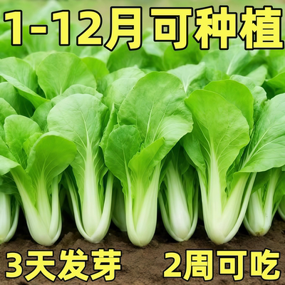 【耐寒耐热】小白菜种子