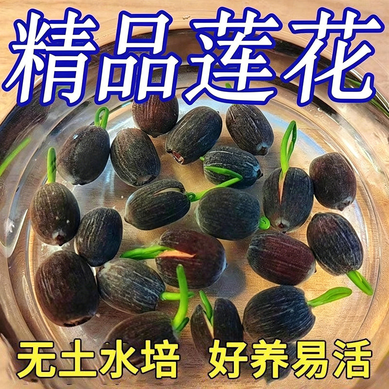 水培睡莲碗莲种籽子四季荷花水养植物室内缸养盆栽铜钱草草籽种孑