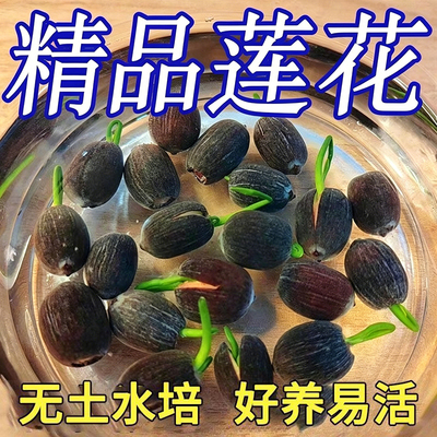 水培睡莲碗莲种籽子四季荷花水养