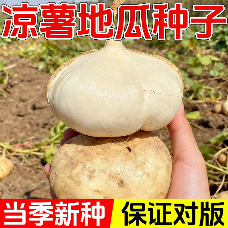 牧马山凉薯种子种籽孑水果地瓜特大高产白瓤香甜早熟苗秧沙葛土瓜