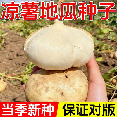 【脆甜多汁】凉薯种子