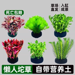 鱼缸水草植物大坨草增氧阴性增氧淡水新手懒人水榕造景水培坨草
