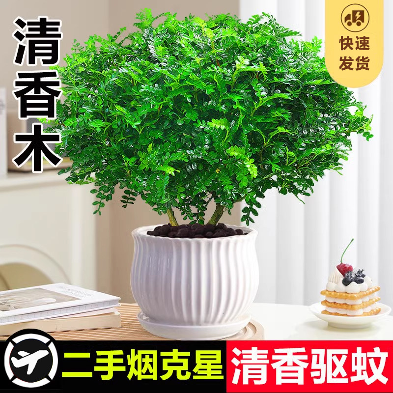 正宗清香胡椒木盆栽花卉室内老桩驱蚊草植物盆景蛋糕装饰绿植好养