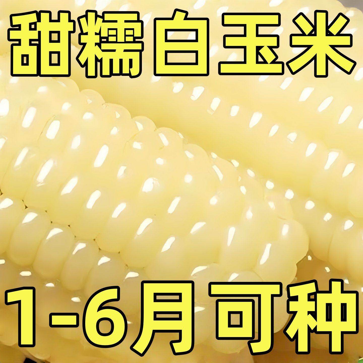 白糯玉米种子高产新鲜大棒四季甜糯玉米非转基因粘糯米白玉米种子