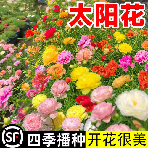 【开花种子】太阳花种孑重瓣花籽