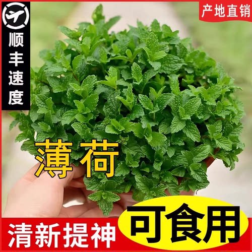薄荷盆栽水培叶新鲜可食用