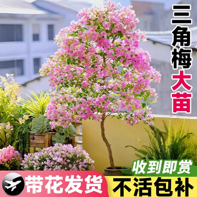 绿樱三角梅盆栽大苗带花苞