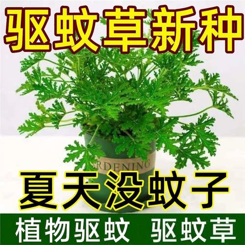 驱蚊草盆栽室内室外绿植祛蚊
