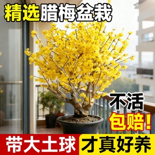 腊梅花盆栽矮化老桩盆景梅花耐寒花苗室外阳台庭院花卉浓香全日照