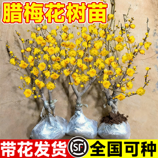 腊梅花树苗盆栽红梅老桩盆景耐寒原生素心腊梅地栽丛生花卉绿植物