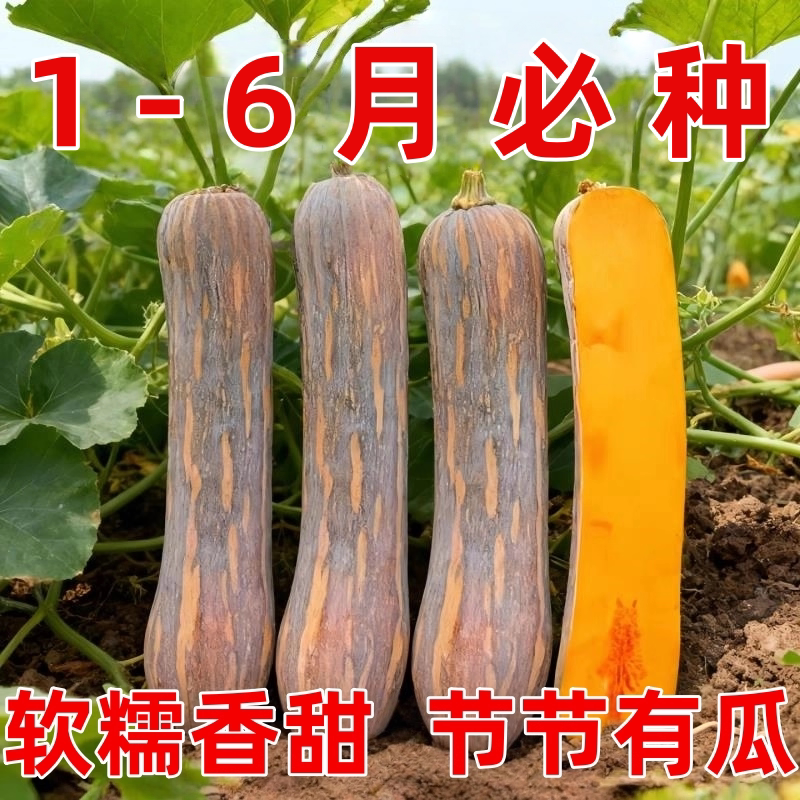 健美密本南瓜种子超甜粉面密本南瓜种子甜面南瓜种籽早熟高产蔬菜
