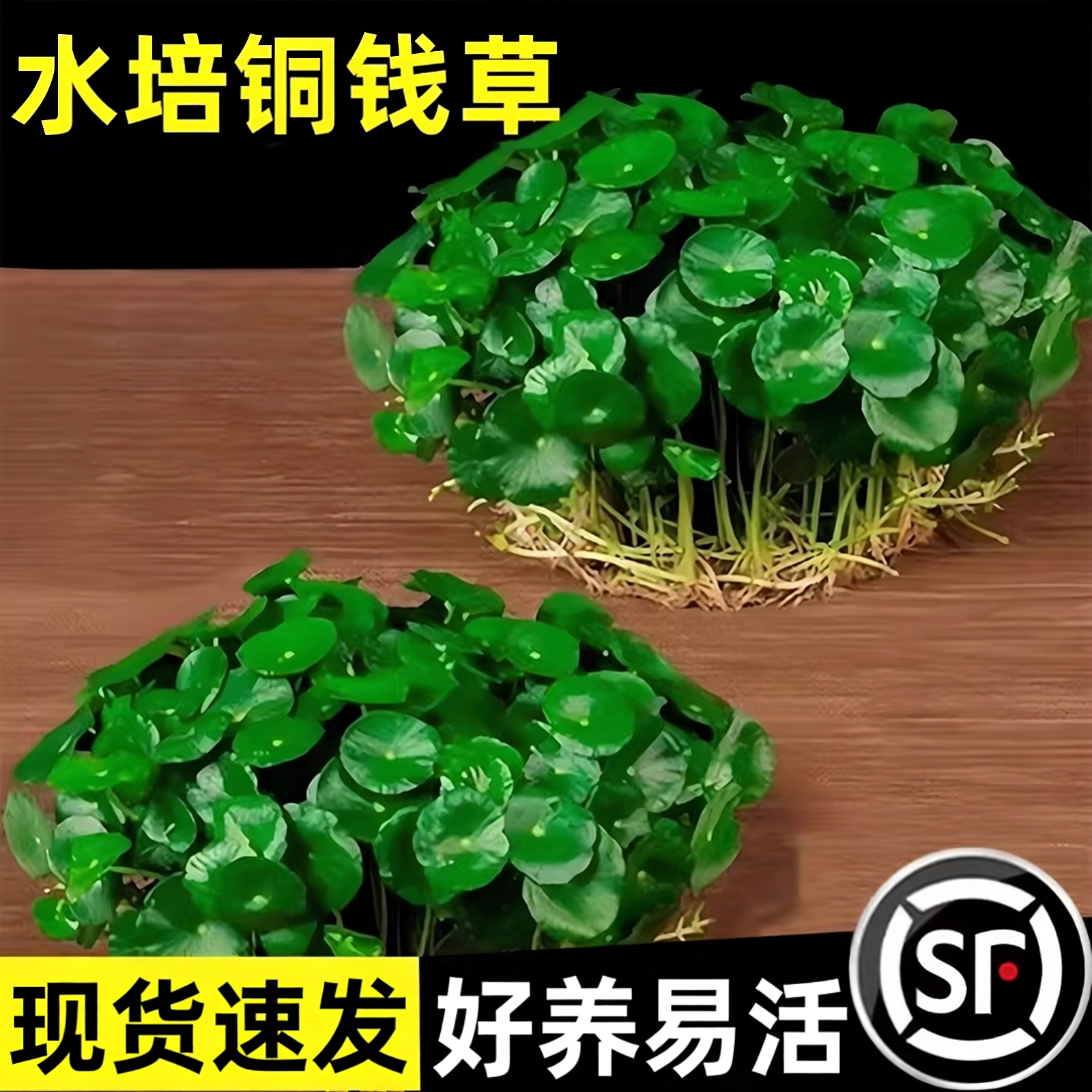 铜钱草水培植物老桩盆栽室内外水养大叶金钱草根芽好养易养活绿植