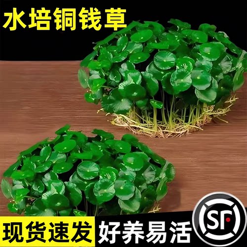 铜钱草水培植物老桩盆栽室内外