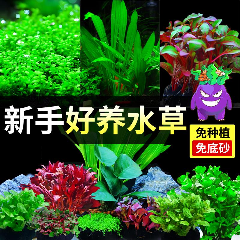 水草植物鱼缸真草造景生态全套摆