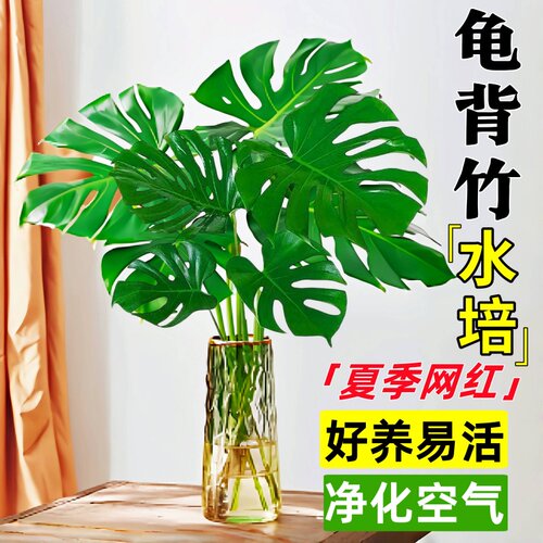 龟背竹水培植物室内好养绿植