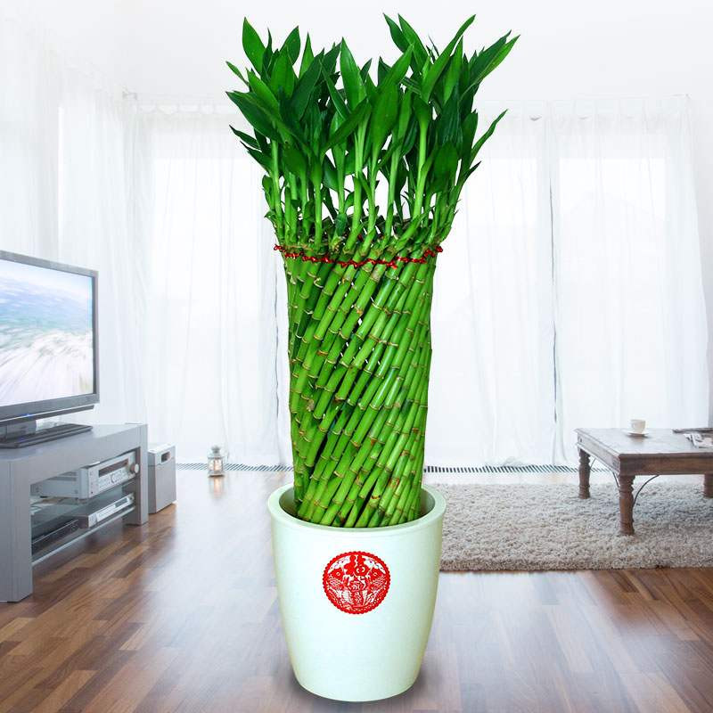 发财竹节节高富贵竹粗大水养带根富贵竹盆栽土种节节高升富贵竹.