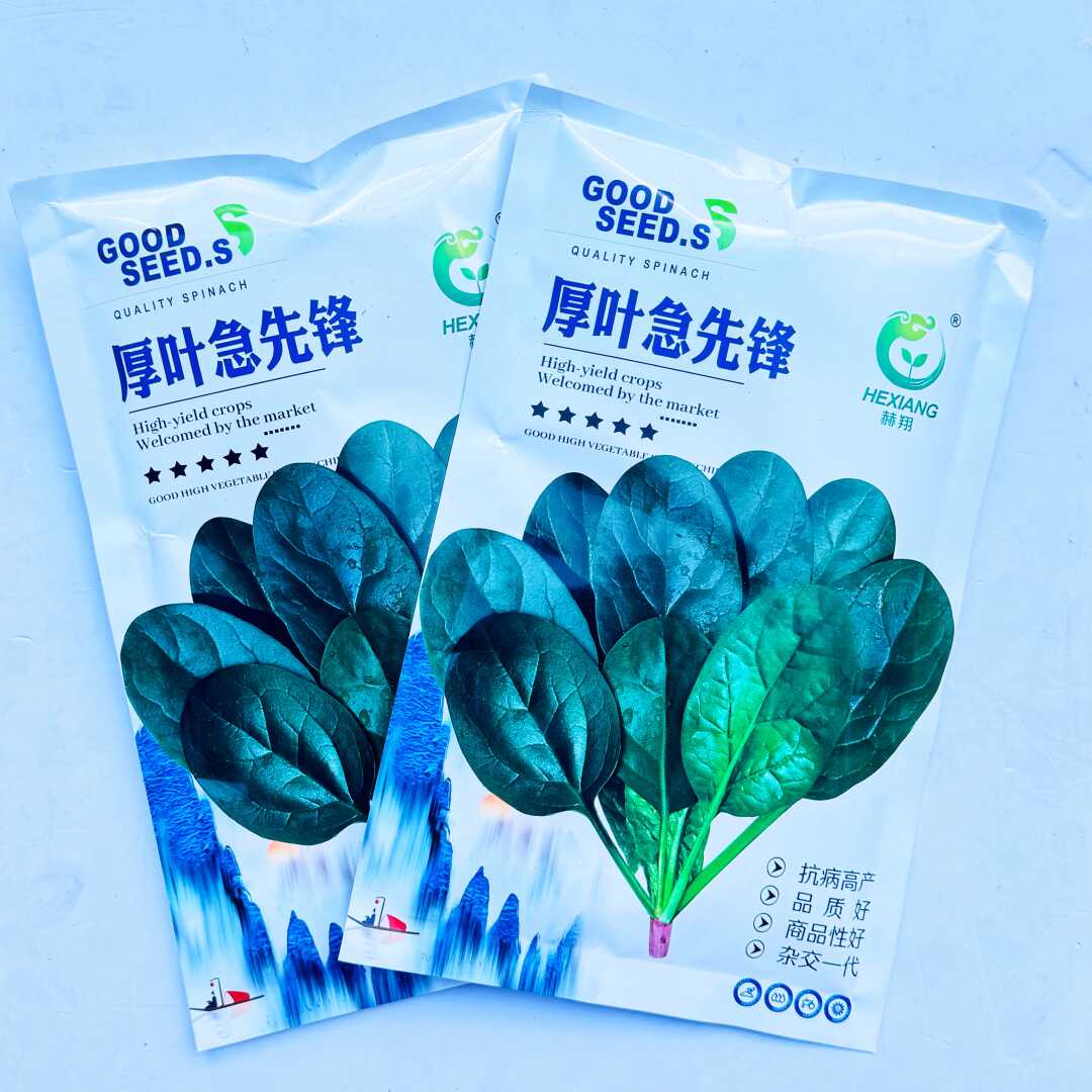 厚叶急先锋菠菜种子早熟耐寒易捆扎春秋大叶菠菜种籽抗病蔬菜种子