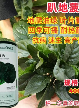 时田趴地菠菜种子黑园叶菠菜种籽生长速度快耐寒高产越冬蔬菜种子