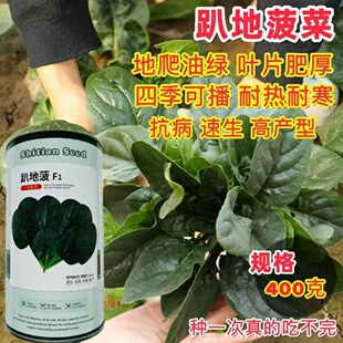 时田趴地菠菜种子黑园叶菠菜种籽生长速度快耐寒高产越冬蔬菜种子